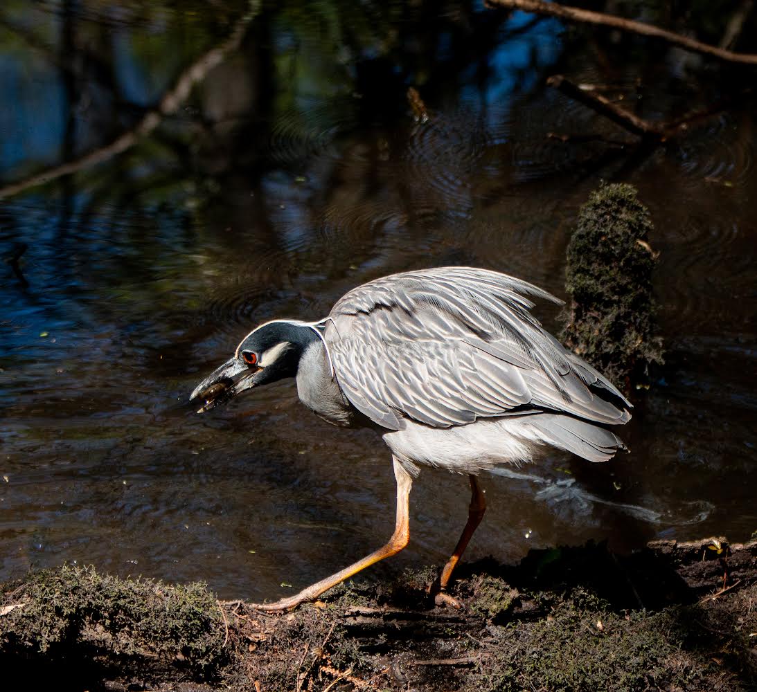 Yellow Crowned Night Heron in the Audobon Beidler Forest