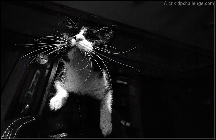 Whiskers