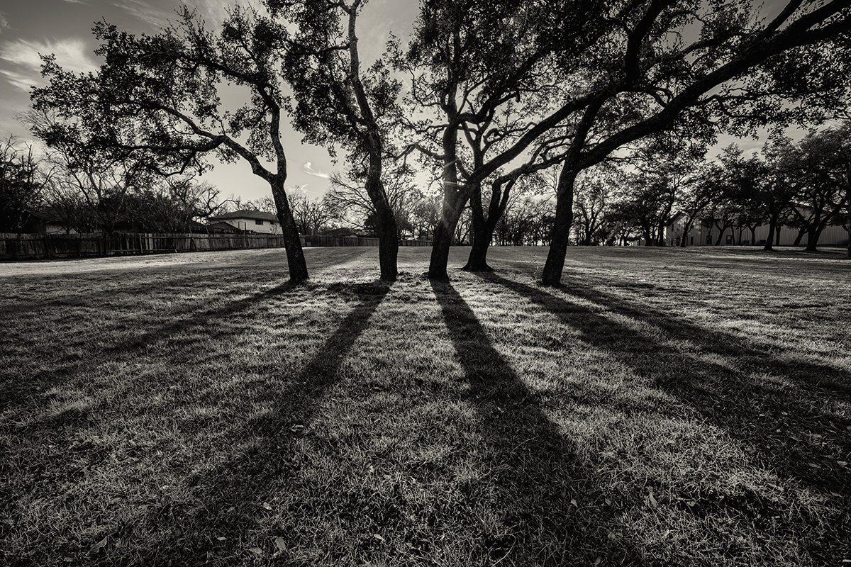 five live oaks by tvsometime - DPChallenge