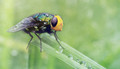 Snail Parasitic Blowfly