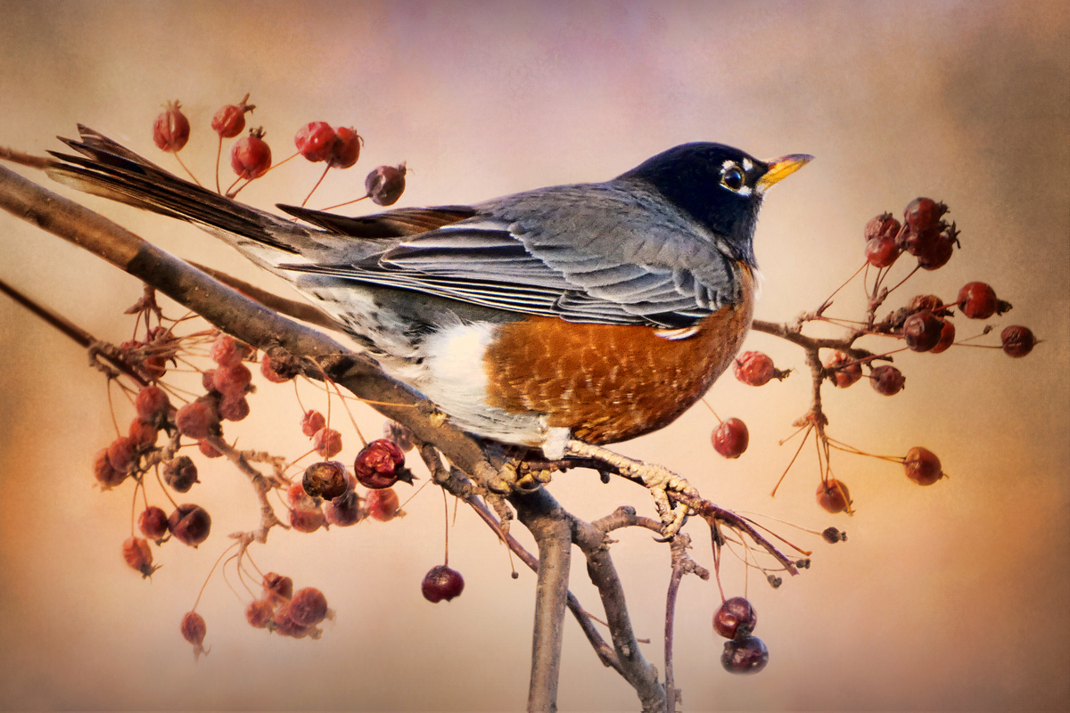 Robin in Crabapple Tree