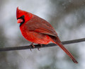 scarlet in winter