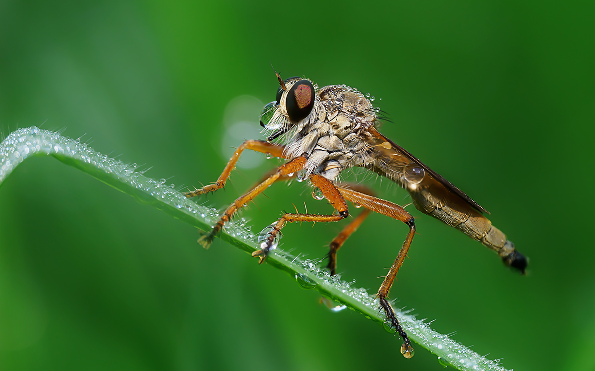 Assassin fly after the rain