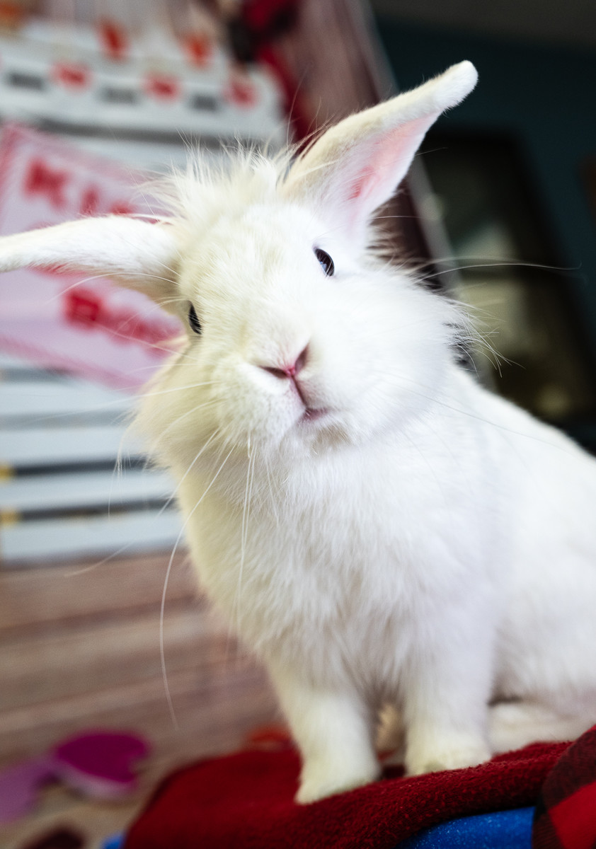 A Rabbit's Confusion
