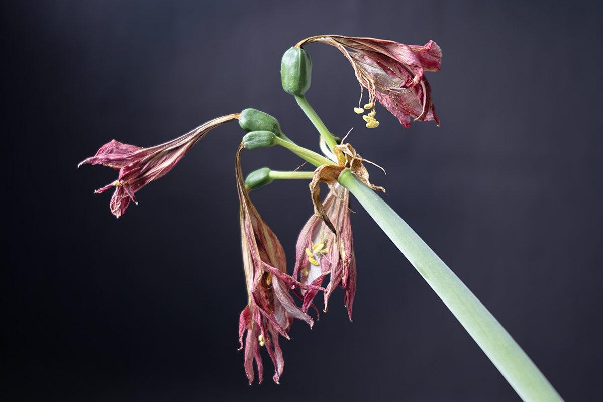 The end of an amaryllis