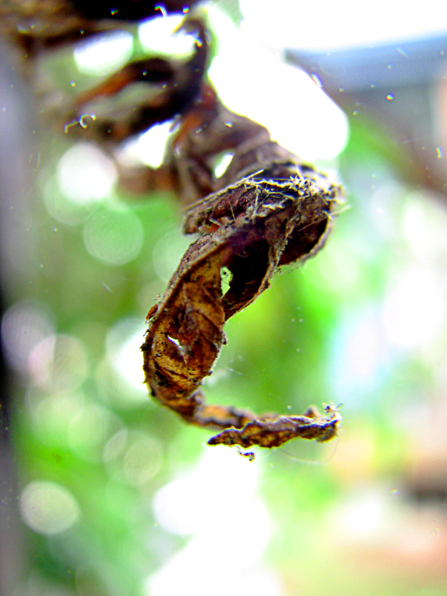 Frazzled Fern