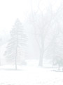 Snow & Fog
