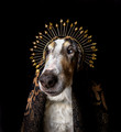 Exalted