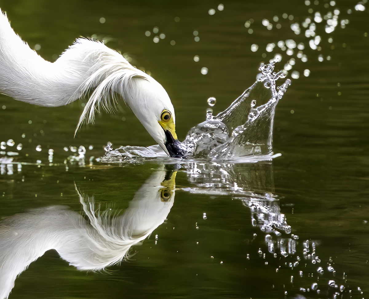 Splash