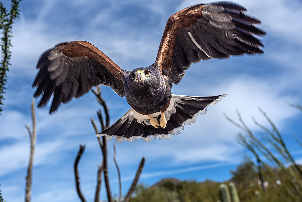 Hungry Hawk