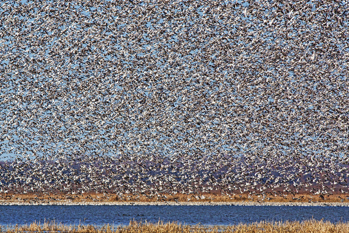 So Many Geese!