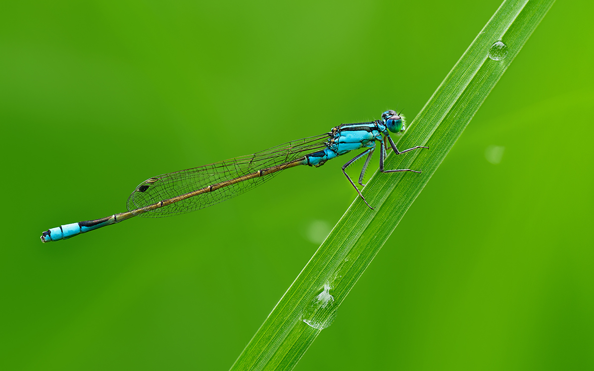 Common Bluetail Damselfly - Ischnura heterosticta