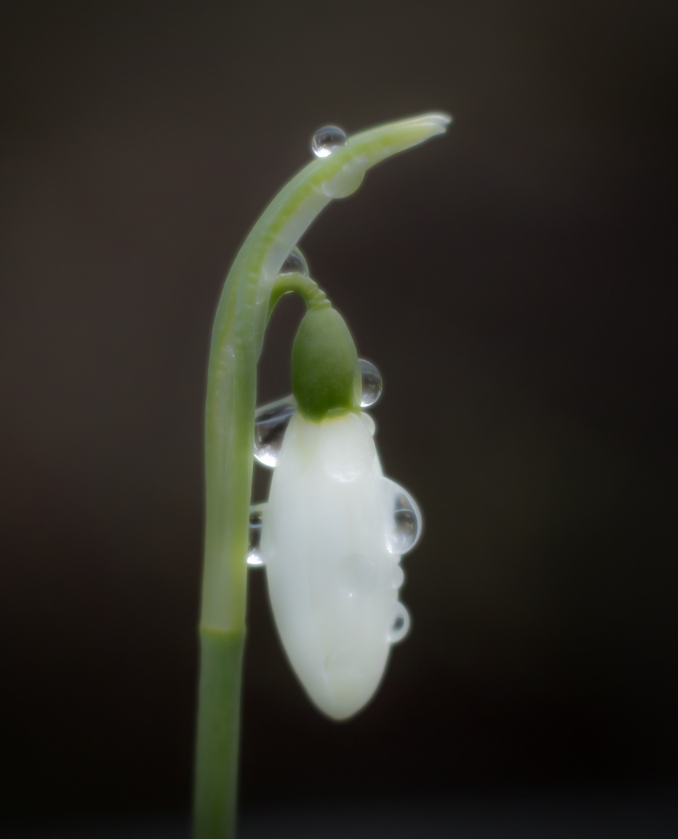 Snowdrop