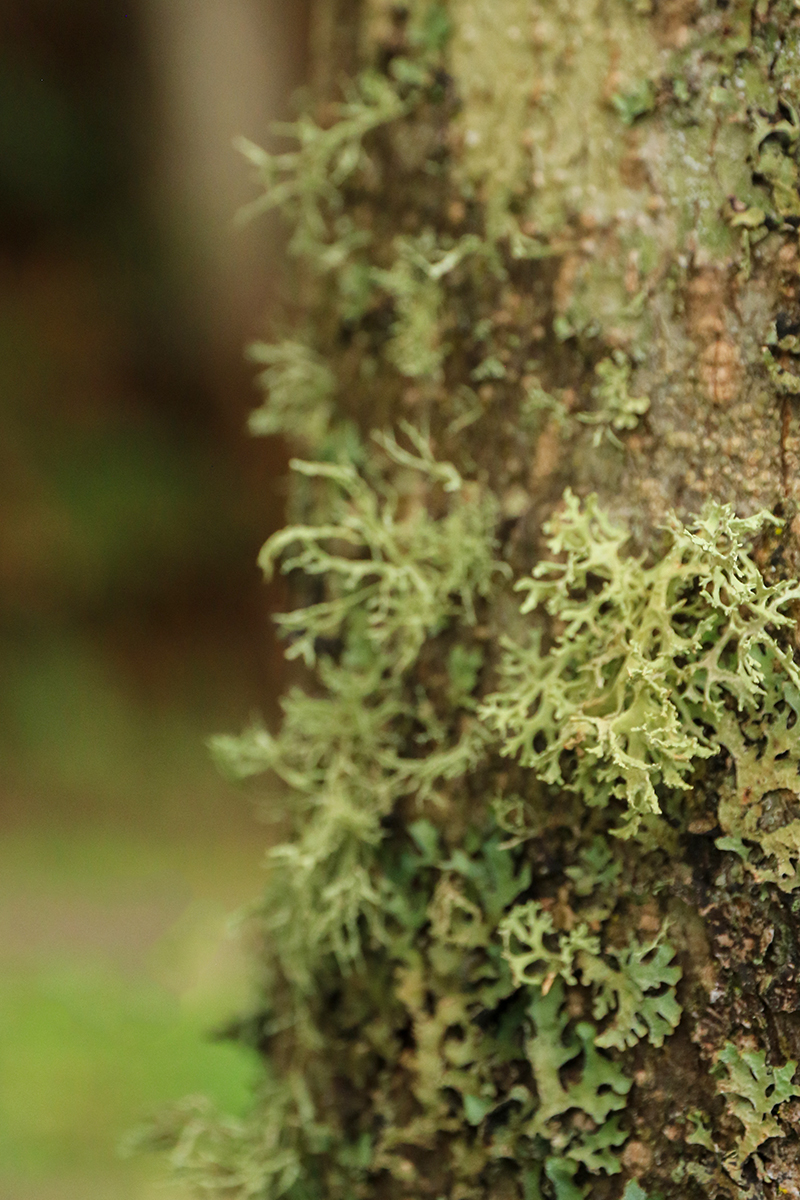 Lichen Mists 