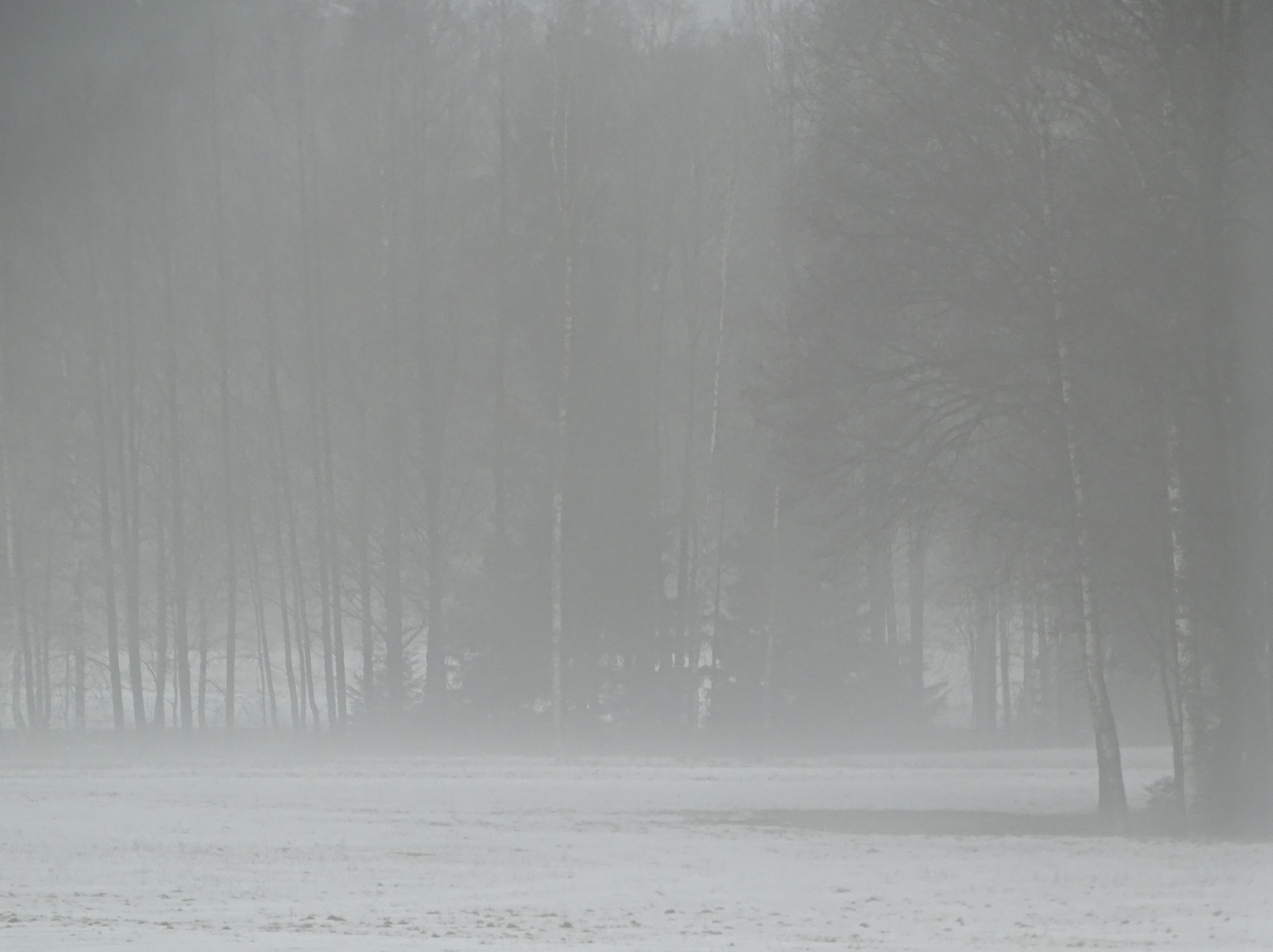 A Foggy Day