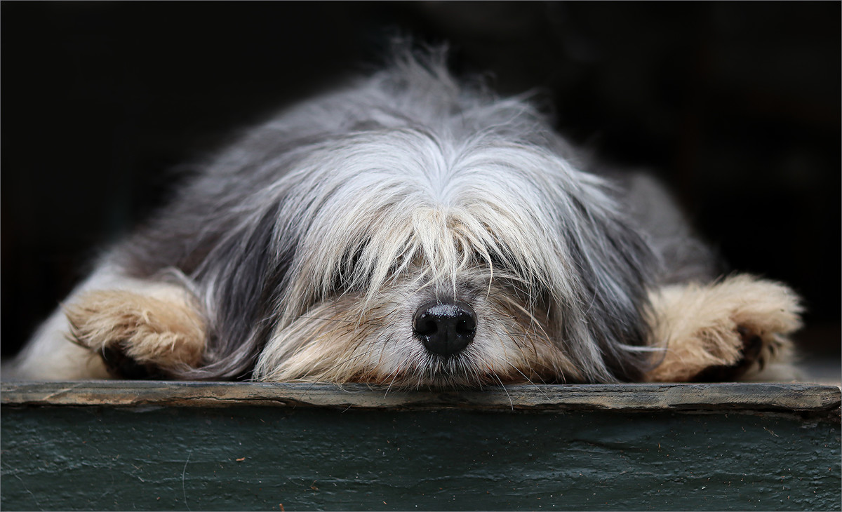 Let sleeping dogs lie