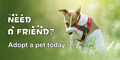 Adopt a pet today