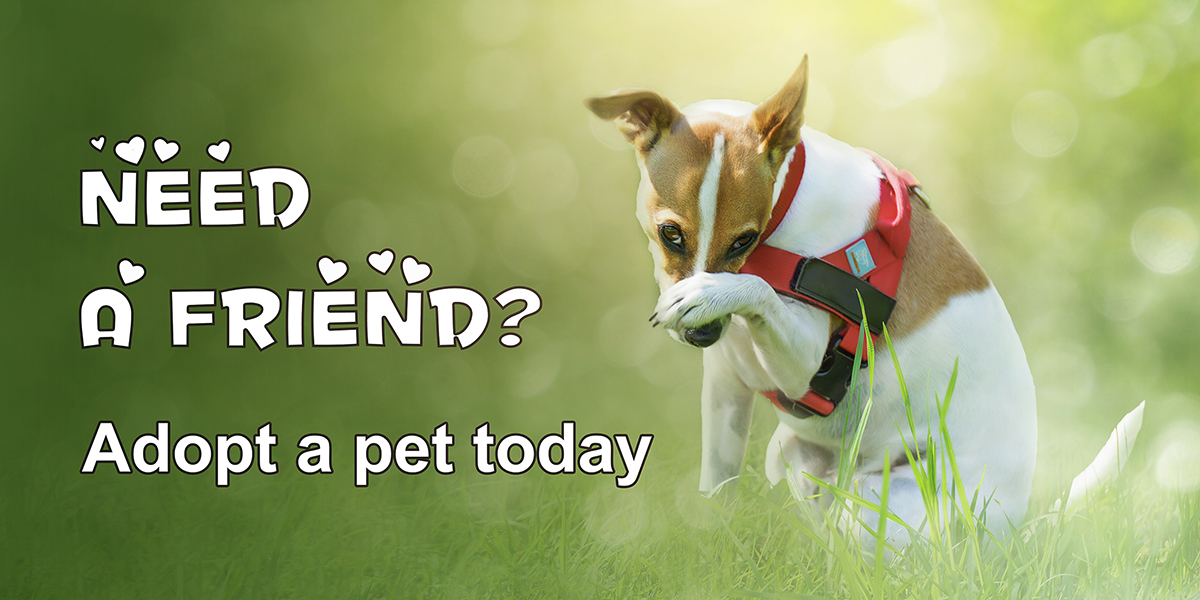 Adopt a pet today