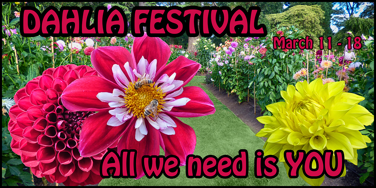 Dahlia Festival. All we need is YOU.