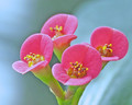 Tiny Pink Flowers
