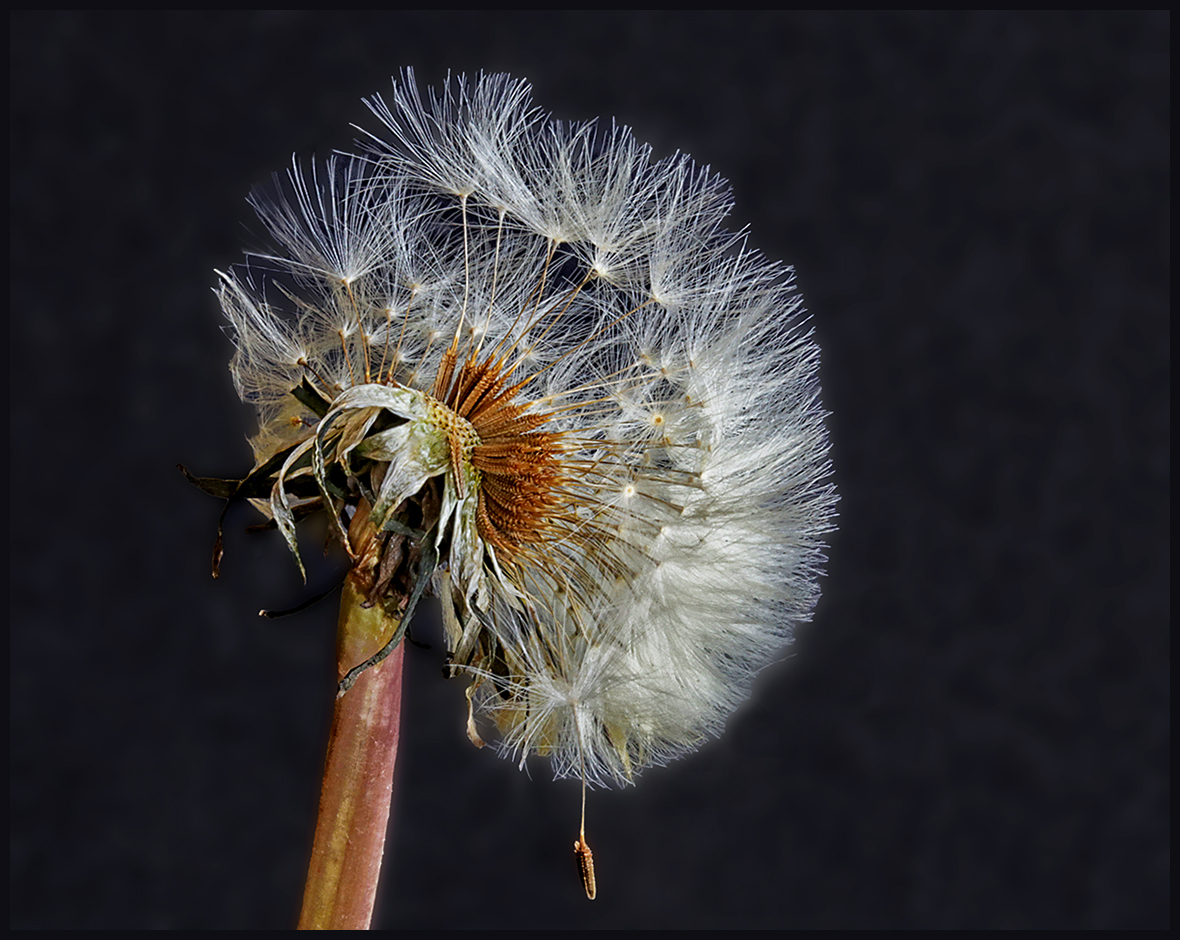 Just Dandy