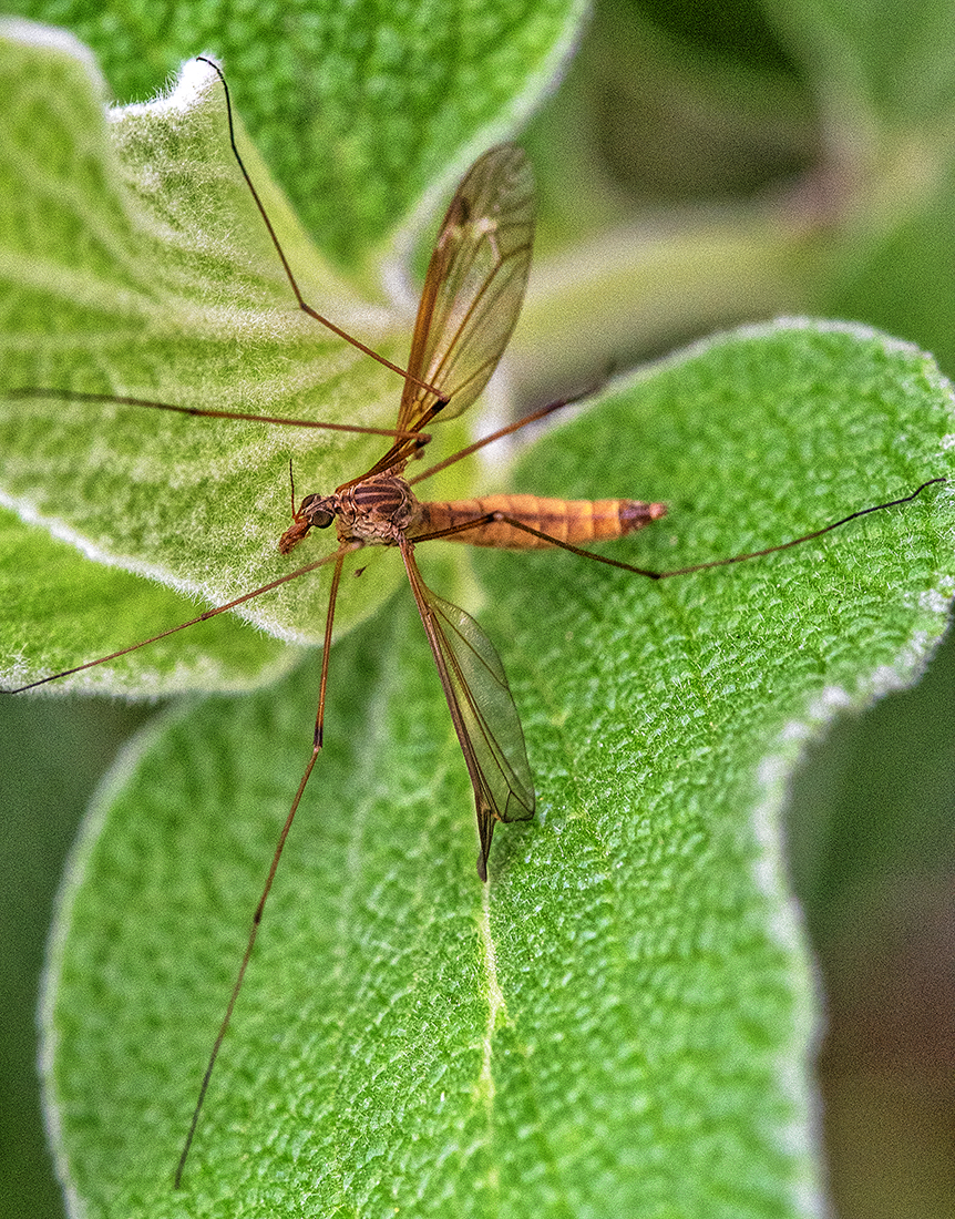 Crane Fly on Jerusalem Sage