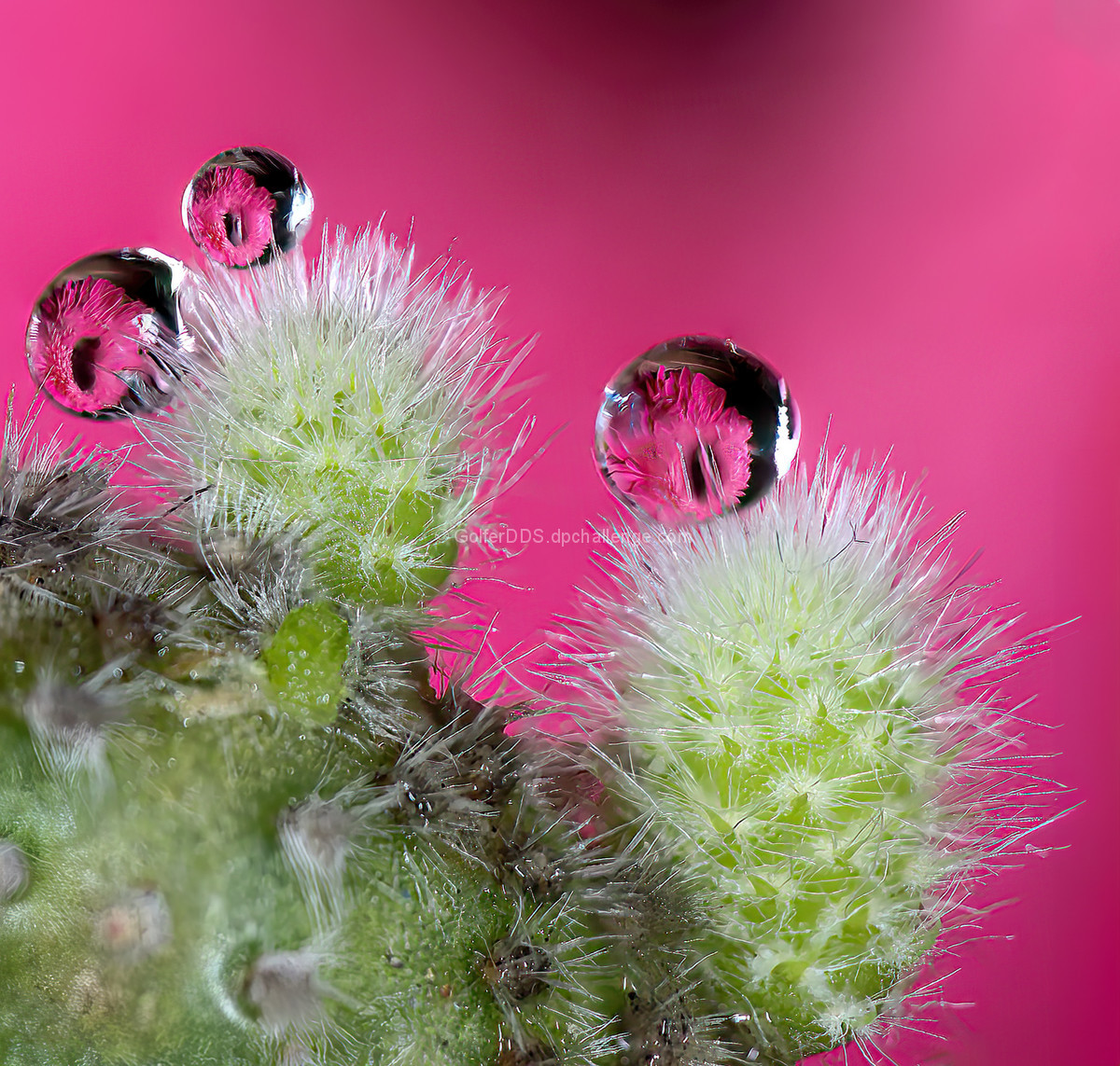 A Gerber Daisy And A Cactus