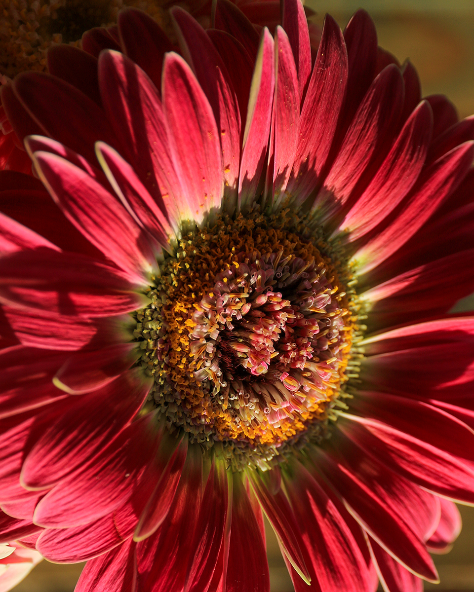 Floral