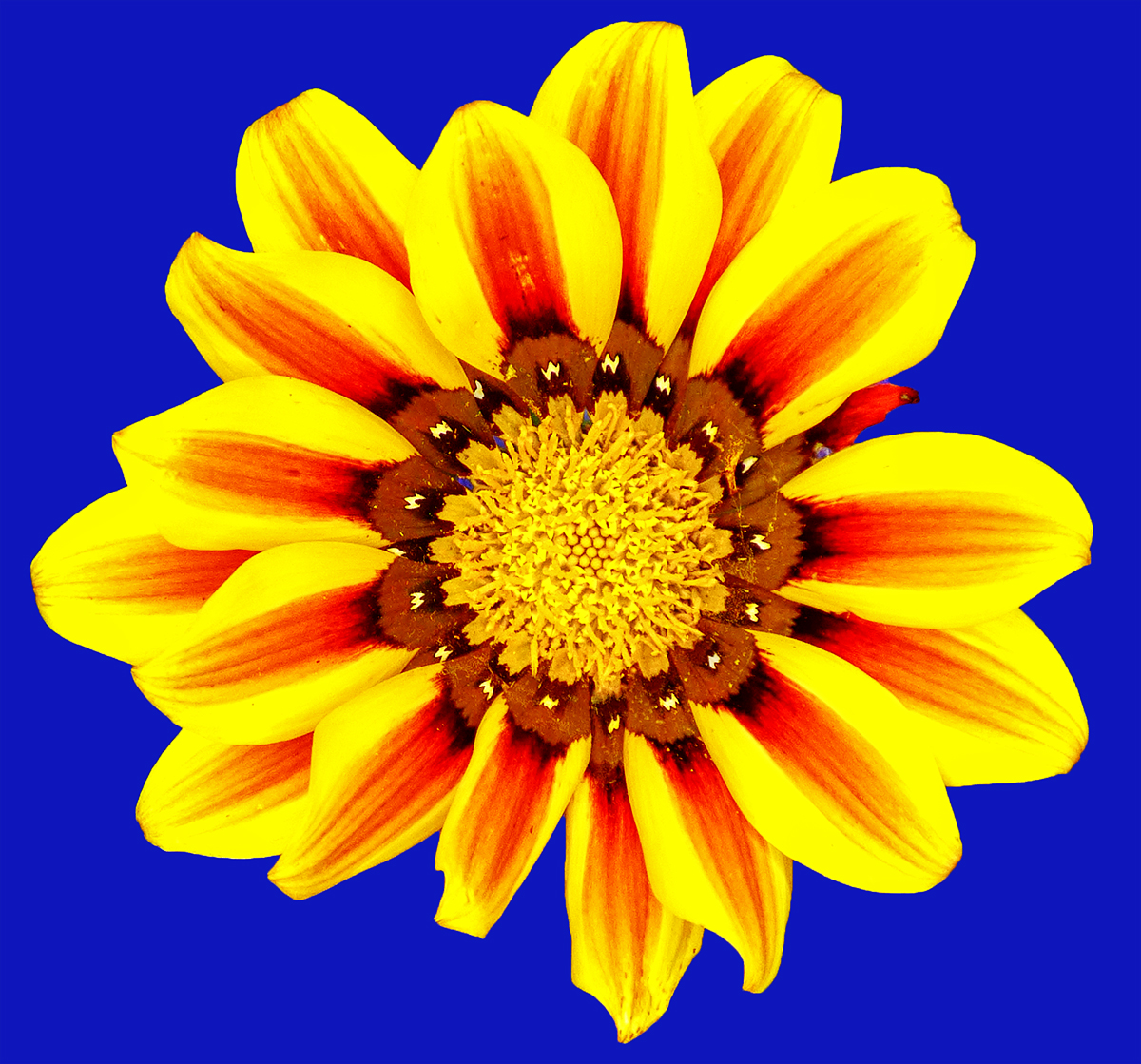 Gazania