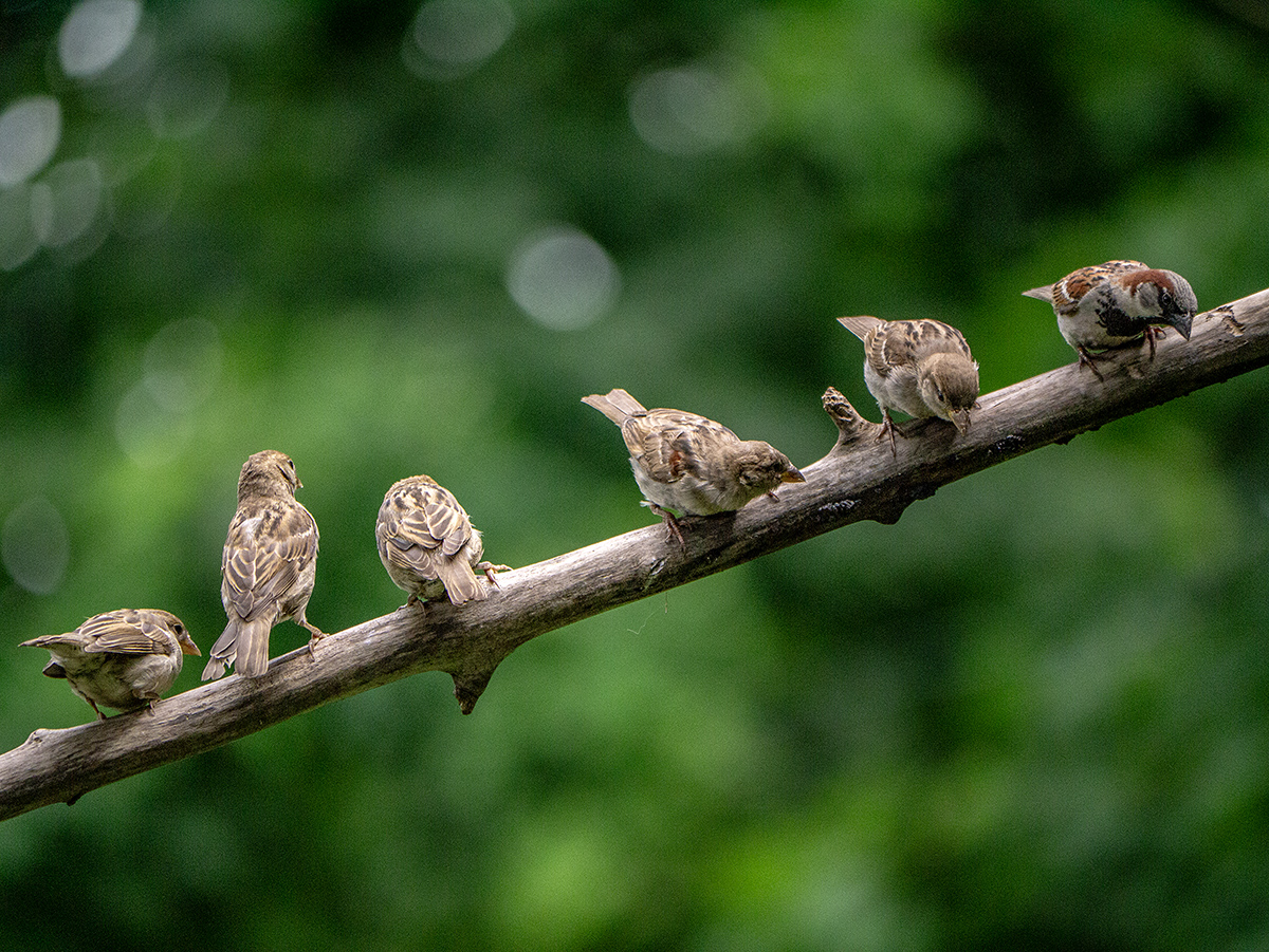 sparrow septet