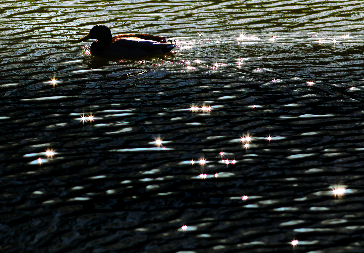 the enchanted mallard