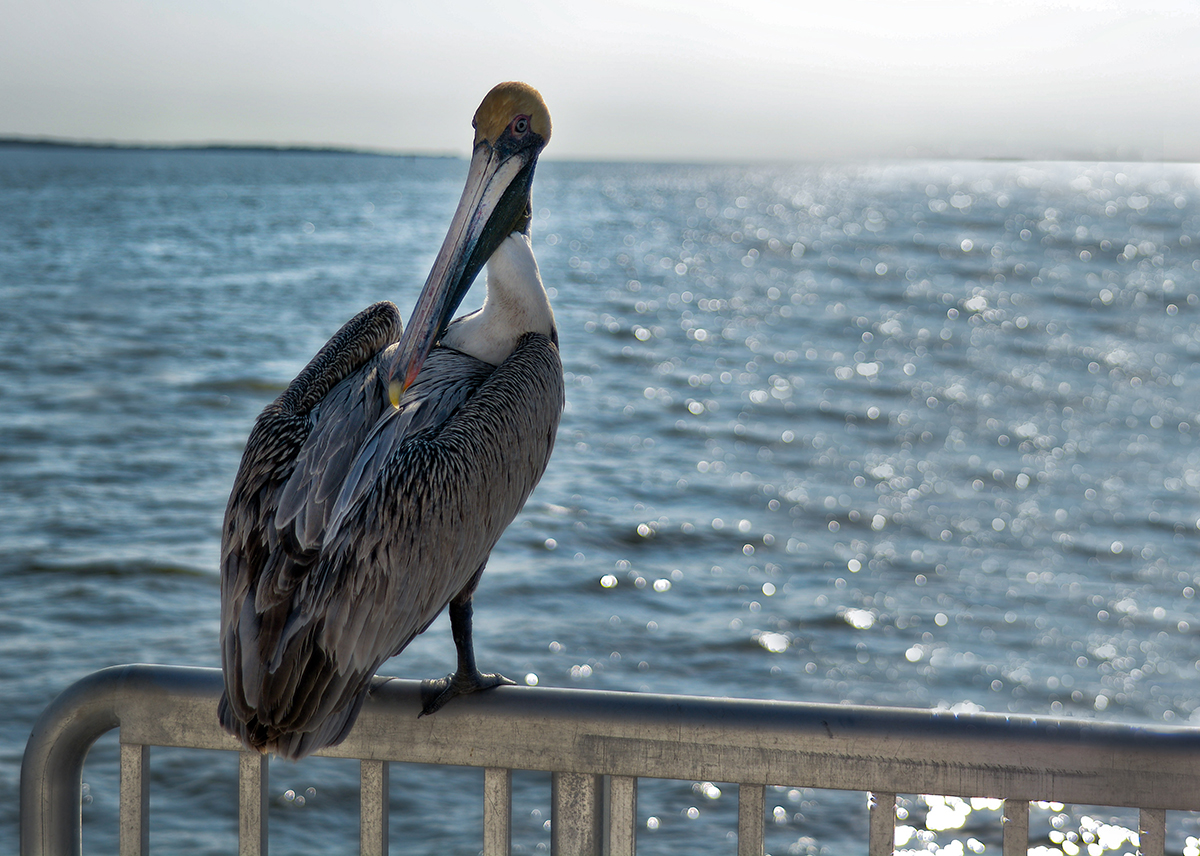 Pelican