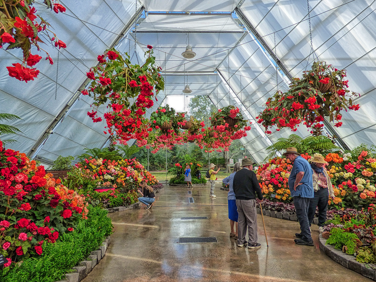 Begonia Display