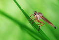 Robberfly - Asilidae (Insecta: Diptera: Asilidae)