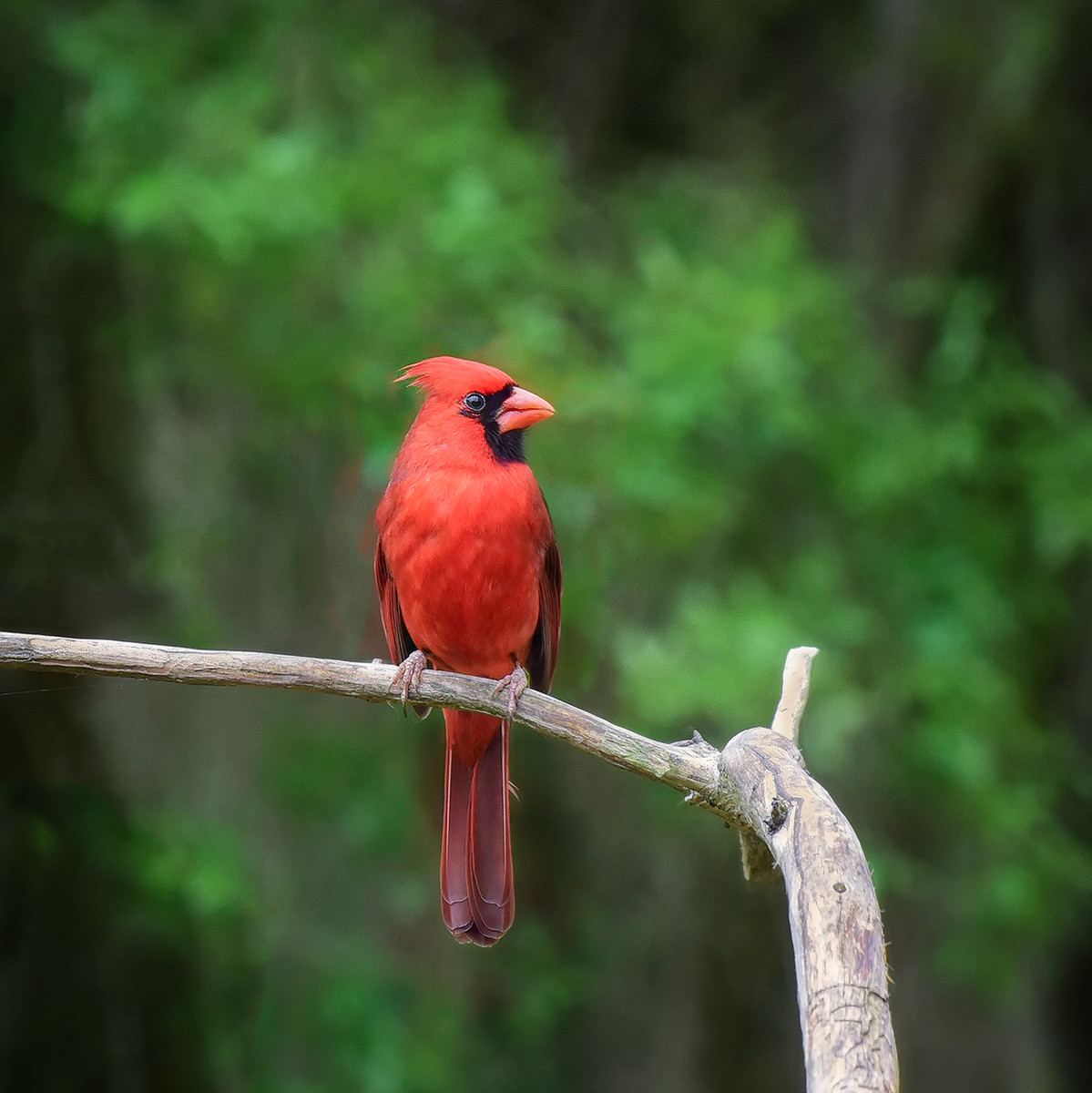 Angry Bird