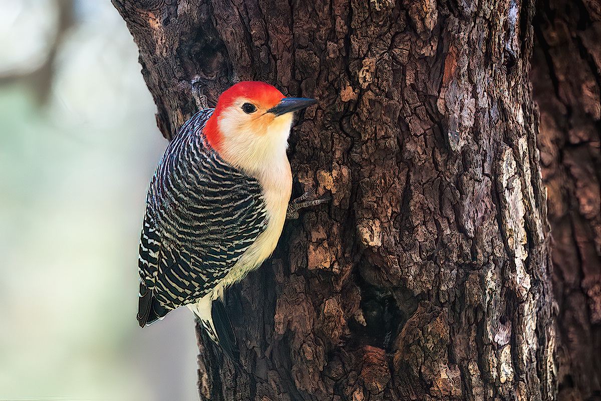 Red-Bellied Woodpecker by glad2badad - DPChallenge