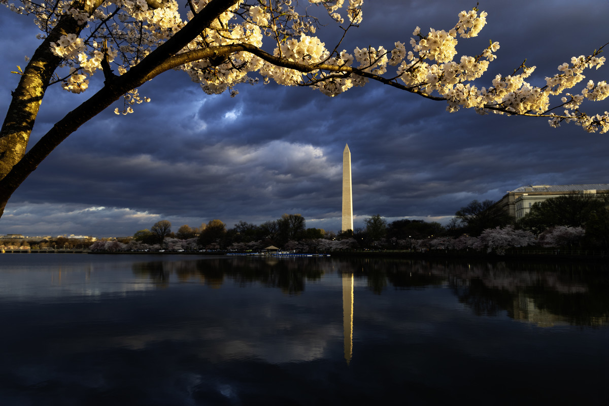 The Washington Monument and Cherry Blossoms at Dawn by noraneko ...