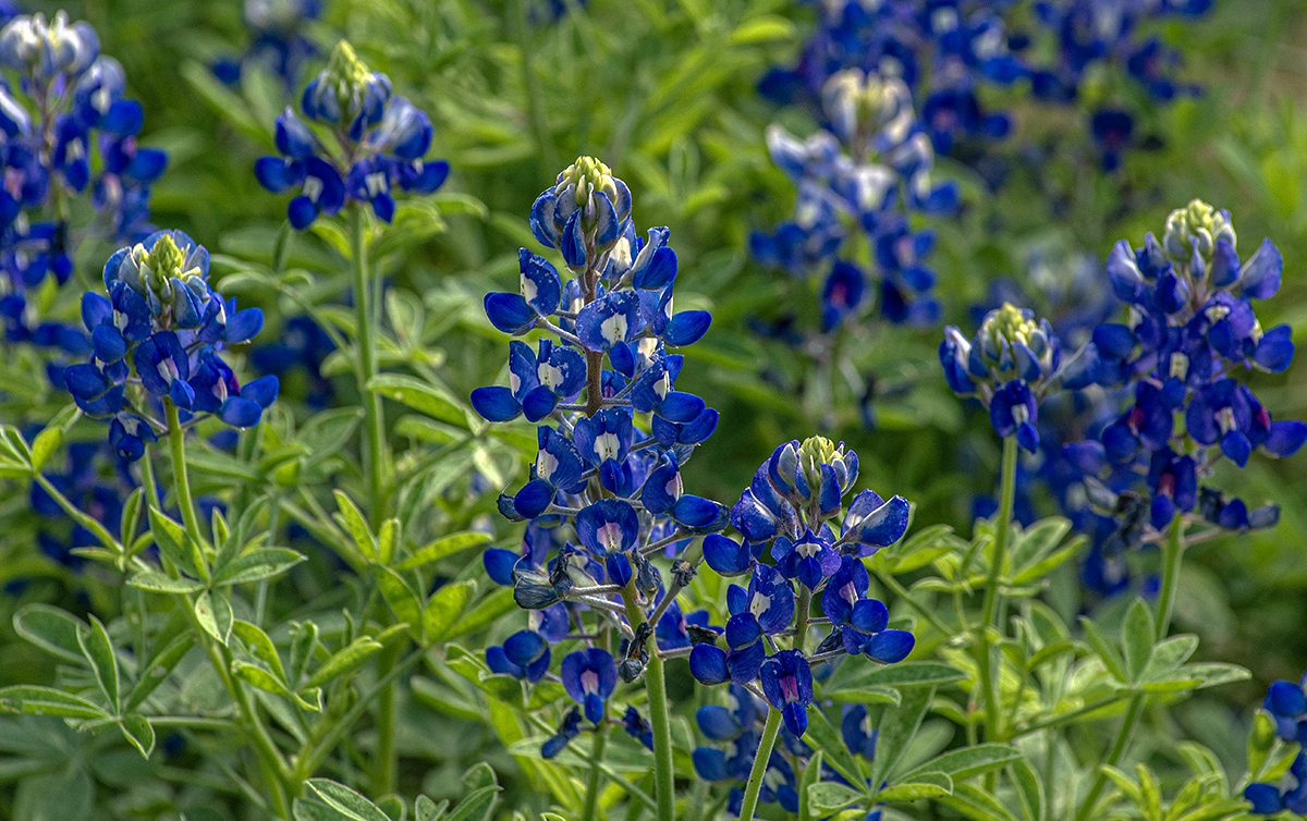 Blue Bonnets