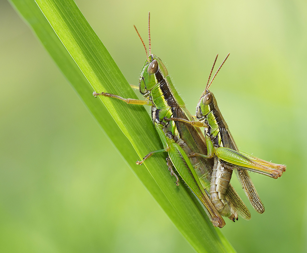 Love in the grass