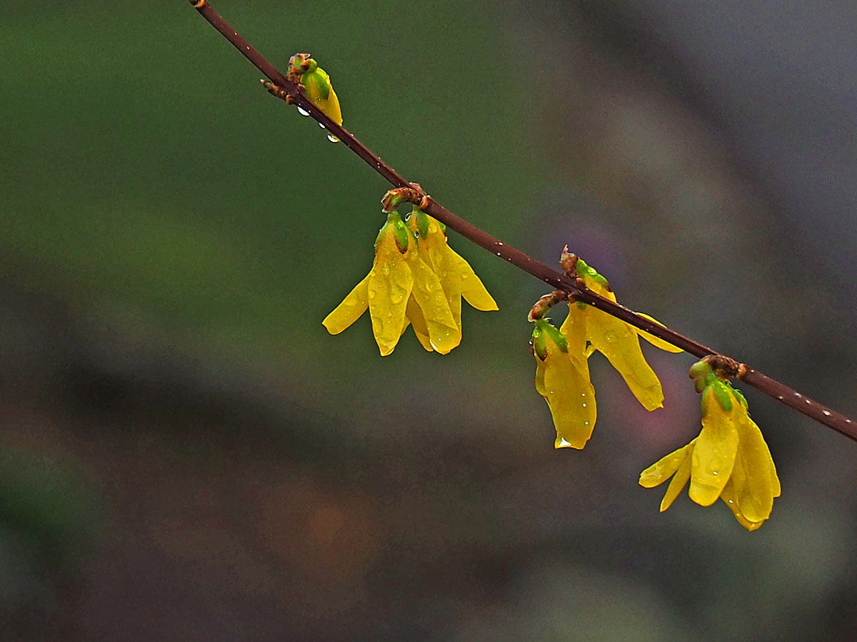 Spring Flowers