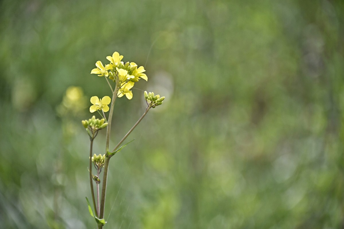 A Little Flower in the Field