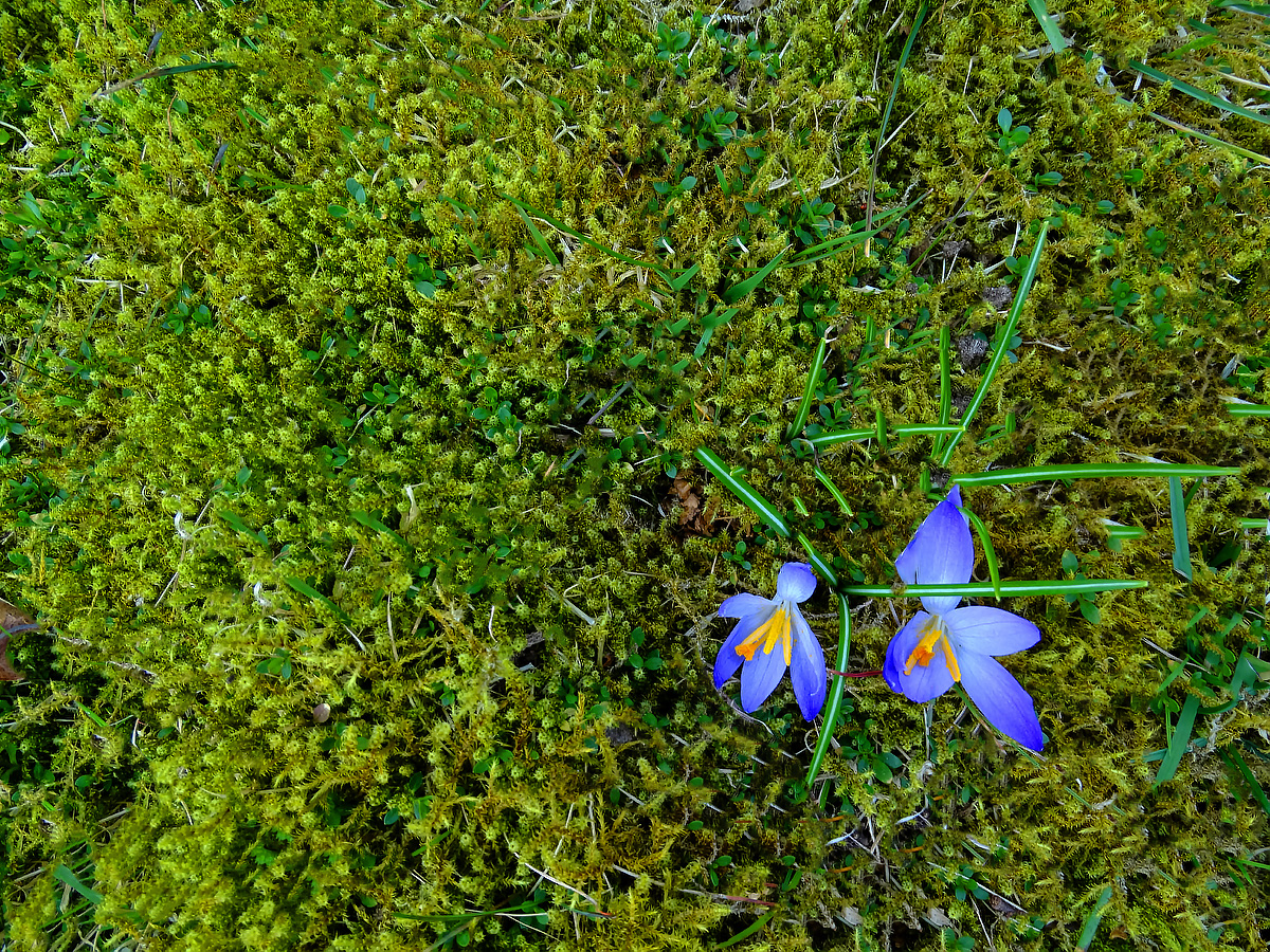 Spring