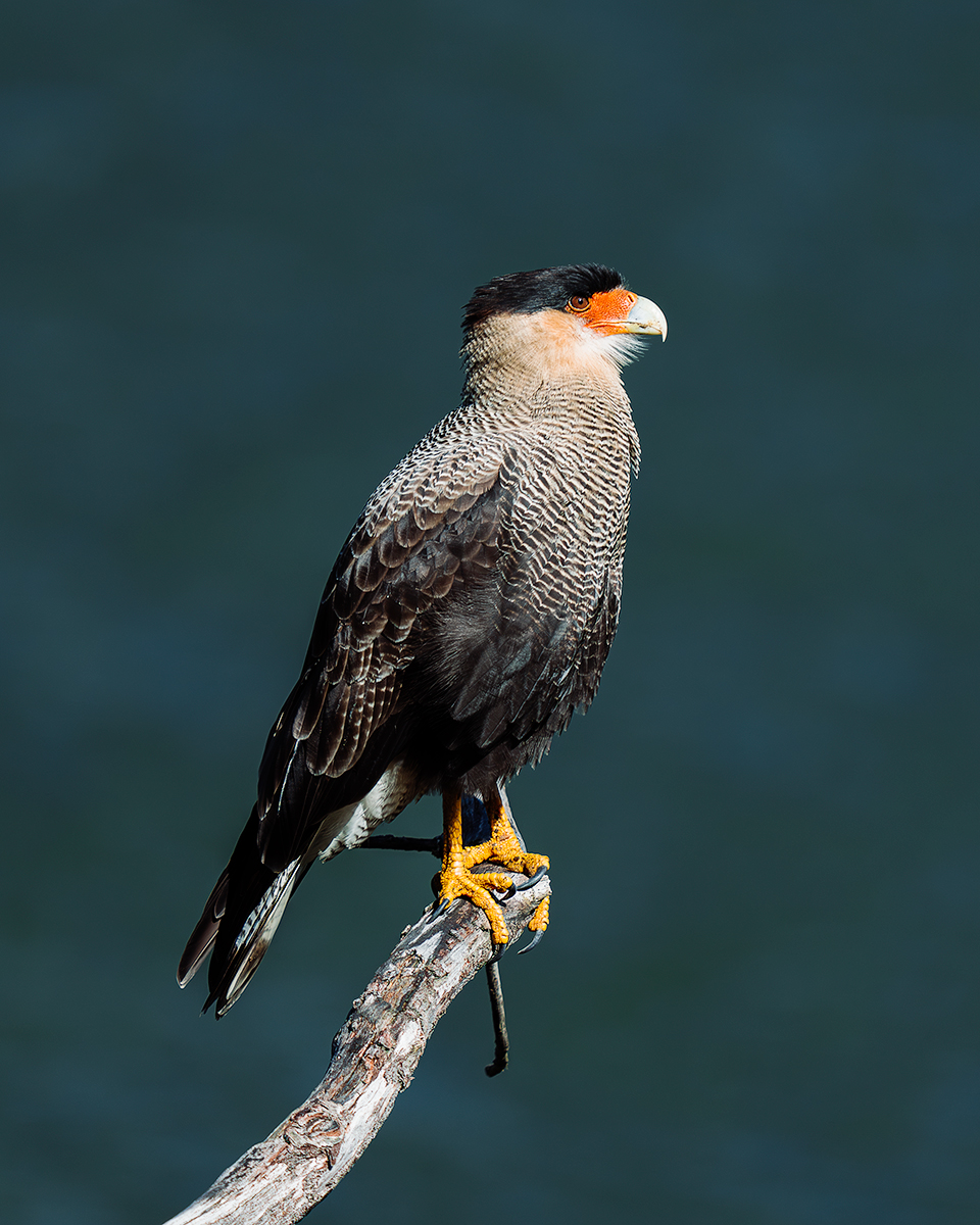 Crested Caracara
