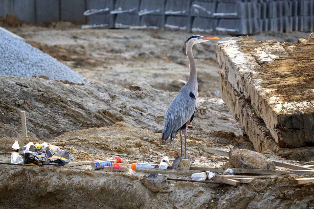 Corporate Greed Eats Habitat - The Construction Site