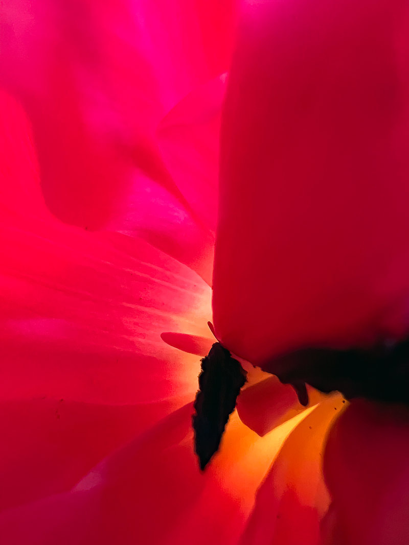Two Lips