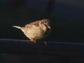 Fat Sparrow