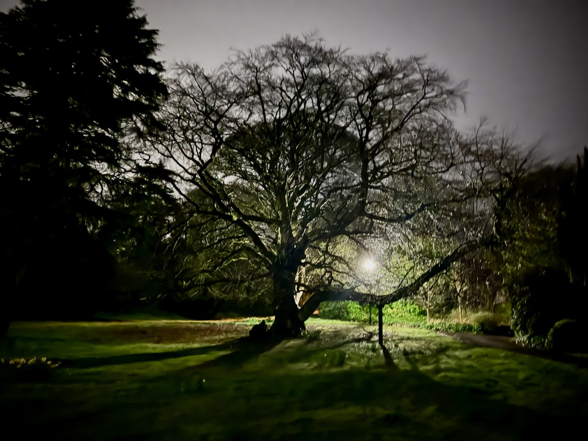 Copper Beech