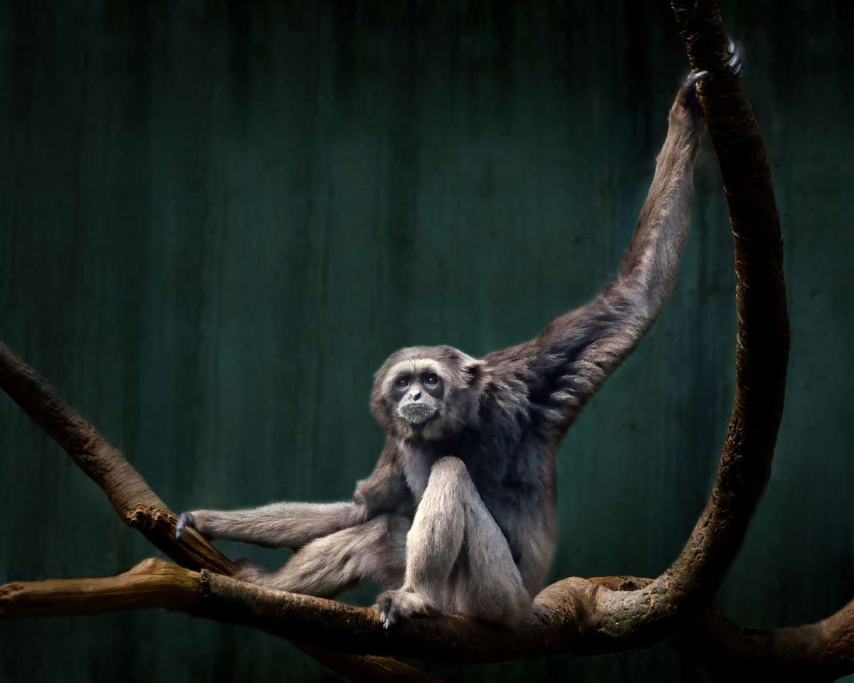 Grey Gibbon Portrait