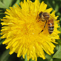 Dandelion & Honey Bee