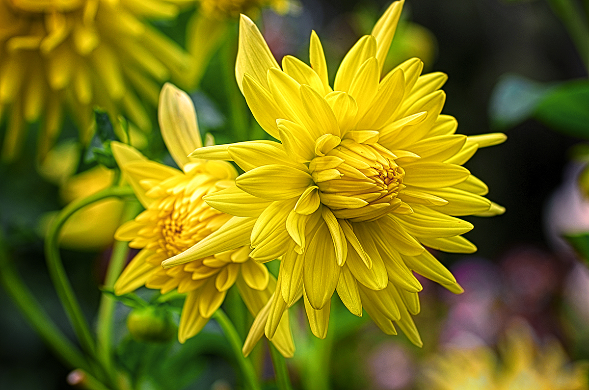 Yellow Dahlias